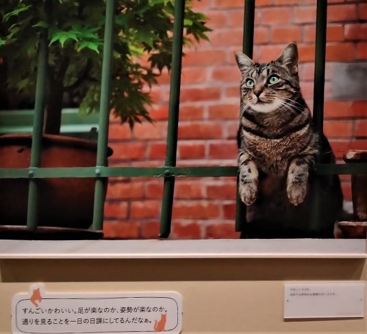 猫a.jpg