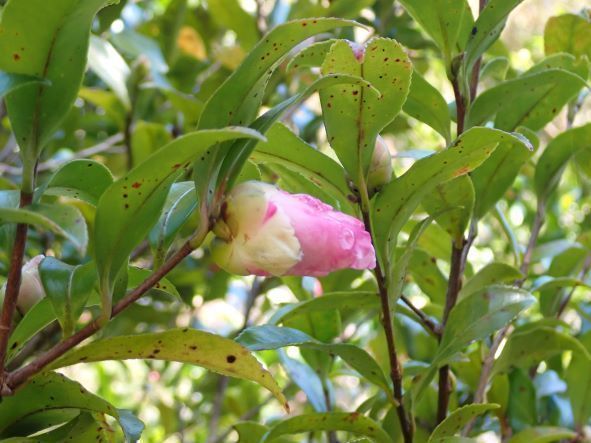 サザンカのつぼみ1.JPG