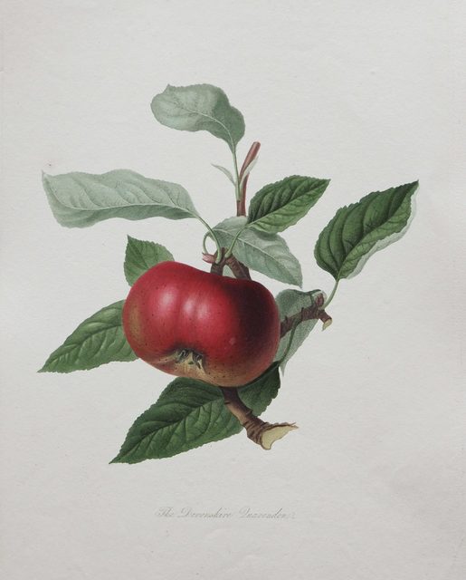 ウィリアム・フッカー《リンゴ「デヴォンシャー・カレンデン」》1818年.jpg