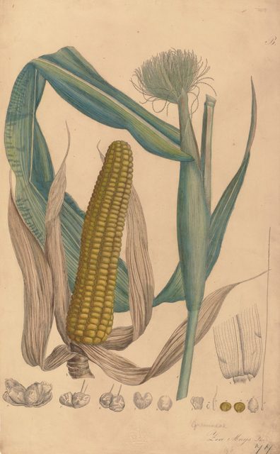 エメ・コンスタン・アンリ《トウモロコシ》1828～1833年.jpg