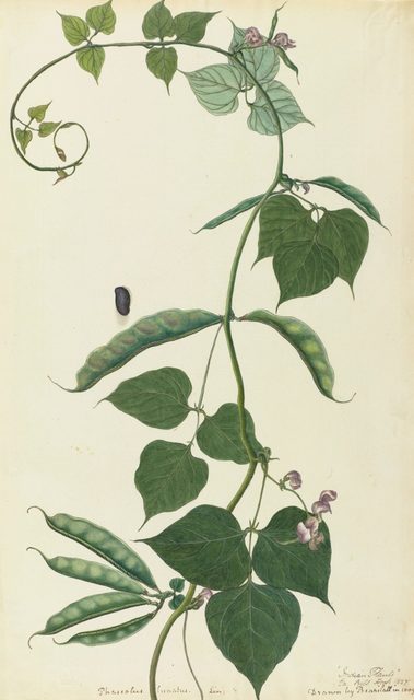 プヤレ・ラル《ライ豆》1809年.jpg